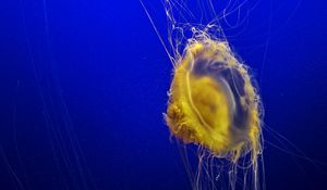 Preview wallpaper jellyfish, tentacles, underwater world, ocean, sea