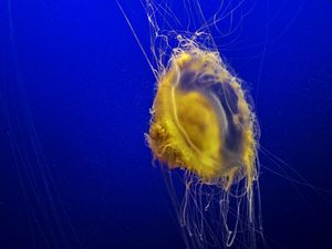 Preview wallpaper jellyfish, tentacles, underwater world, ocean, sea