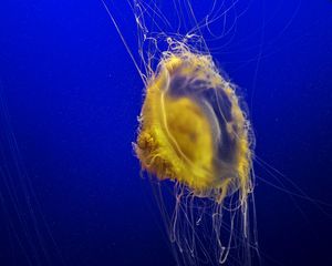 Preview wallpaper jellyfish, tentacles, underwater world, ocean, sea