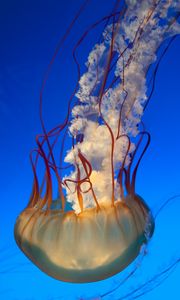 Preview wallpaper jellyfish, tentacles, underwater world, swim, underwater