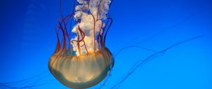 Preview wallpaper jellyfish, tentacles, underwater world, swim, underwater