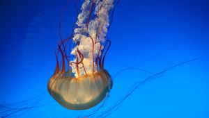 Preview wallpaper jellyfish, tentacles, underwater world, swim, underwater