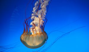 Preview wallpaper jellyfish, tentacles, underwater world, swim, underwater