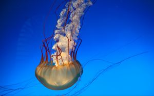 Preview wallpaper jellyfish, tentacles, underwater world, swim, underwater