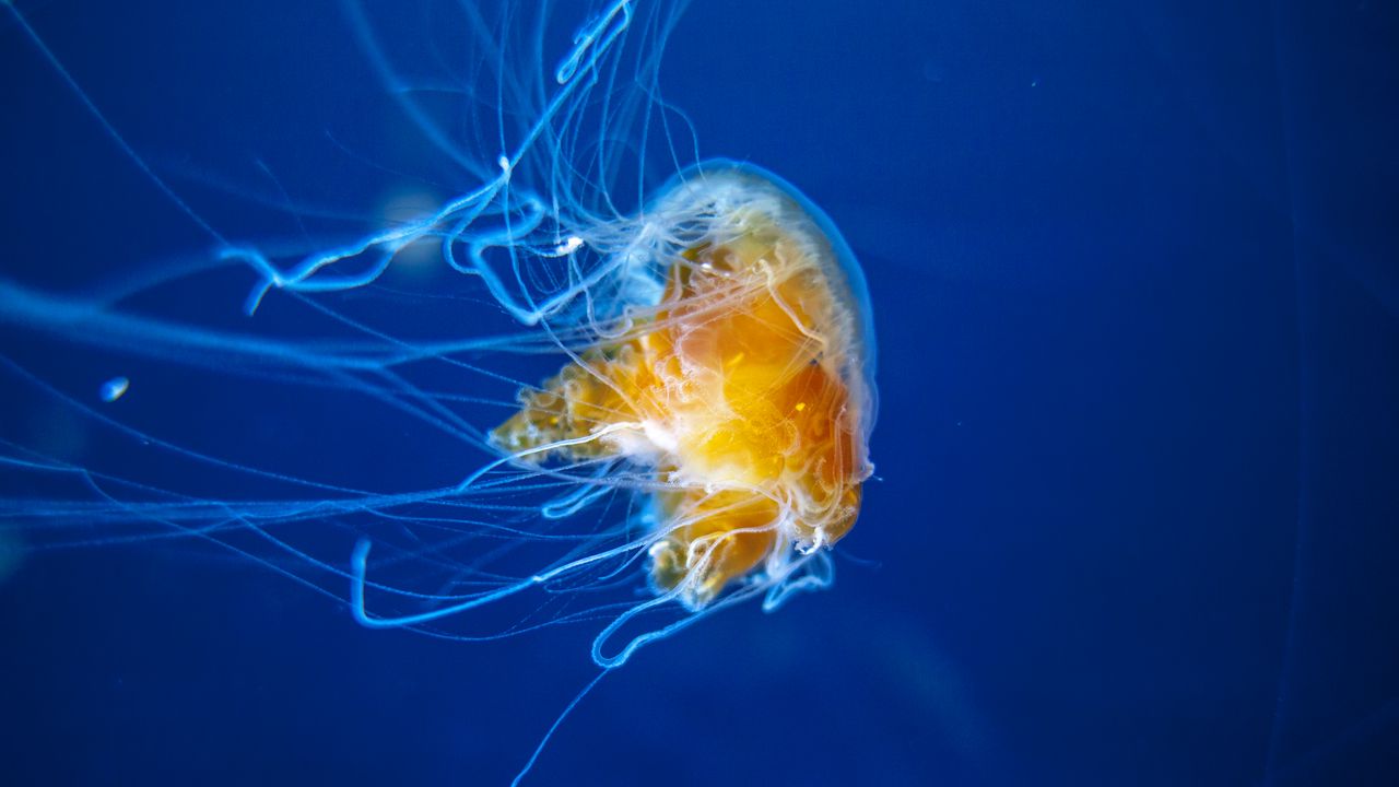 Wallpaper jellyfish, tentacles, underwater world, aquarium, swimming