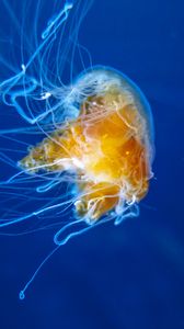 Preview wallpaper jellyfish, tentacles, underwater world, aquarium, swimming