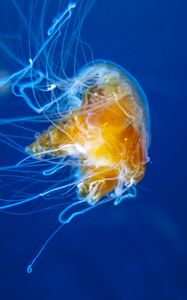 Preview wallpaper jellyfish, tentacles, underwater world, aquarium, swimming