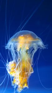 Preview wallpaper jellyfish, tentacles, underwater world, ocean, aquarium