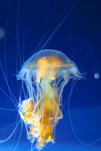 Preview wallpaper jellyfish, tentacles, underwater world, ocean, aquarium