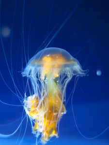 Preview wallpaper jellyfish, tentacles, underwater world, ocean, aquarium