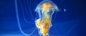 Preview wallpaper jellyfish, tentacles, underwater world, ocean, aquarium