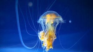 Preview wallpaper jellyfish, tentacles, underwater world, ocean, aquarium