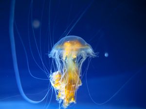 Preview wallpaper jellyfish, tentacles, underwater world, ocean, aquarium