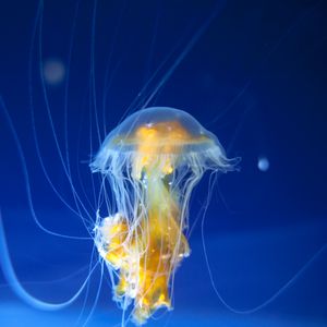 Preview wallpaper jellyfish, tentacles, underwater world, ocean, aquarium