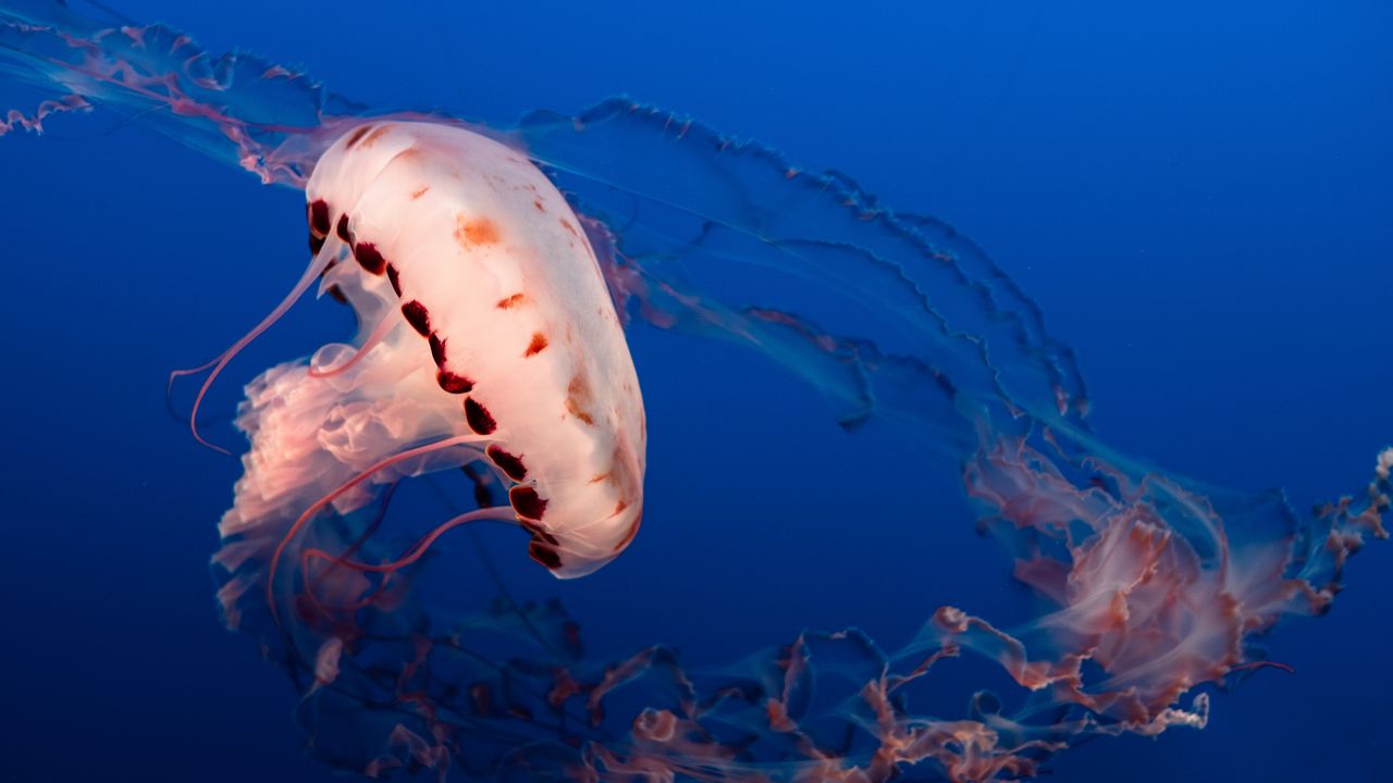 Wallpaper jellyfish, tentacles, underwater world, aquarium, ocean