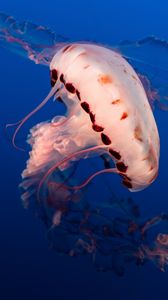 Preview wallpaper jellyfish, tentacles, underwater world, aquarium, ocean