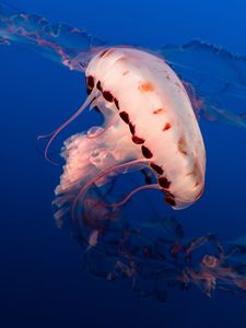 Preview wallpaper jellyfish, tentacles, underwater world, aquarium, ocean