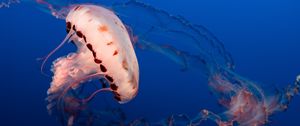 Preview wallpaper jellyfish, tentacles, underwater world, aquarium, ocean