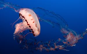 Preview wallpaper jellyfish, tentacles, underwater world, aquarium, ocean
