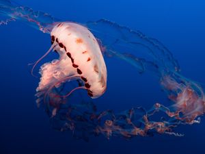 Preview wallpaper jellyfish, tentacles, underwater world, aquarium, ocean