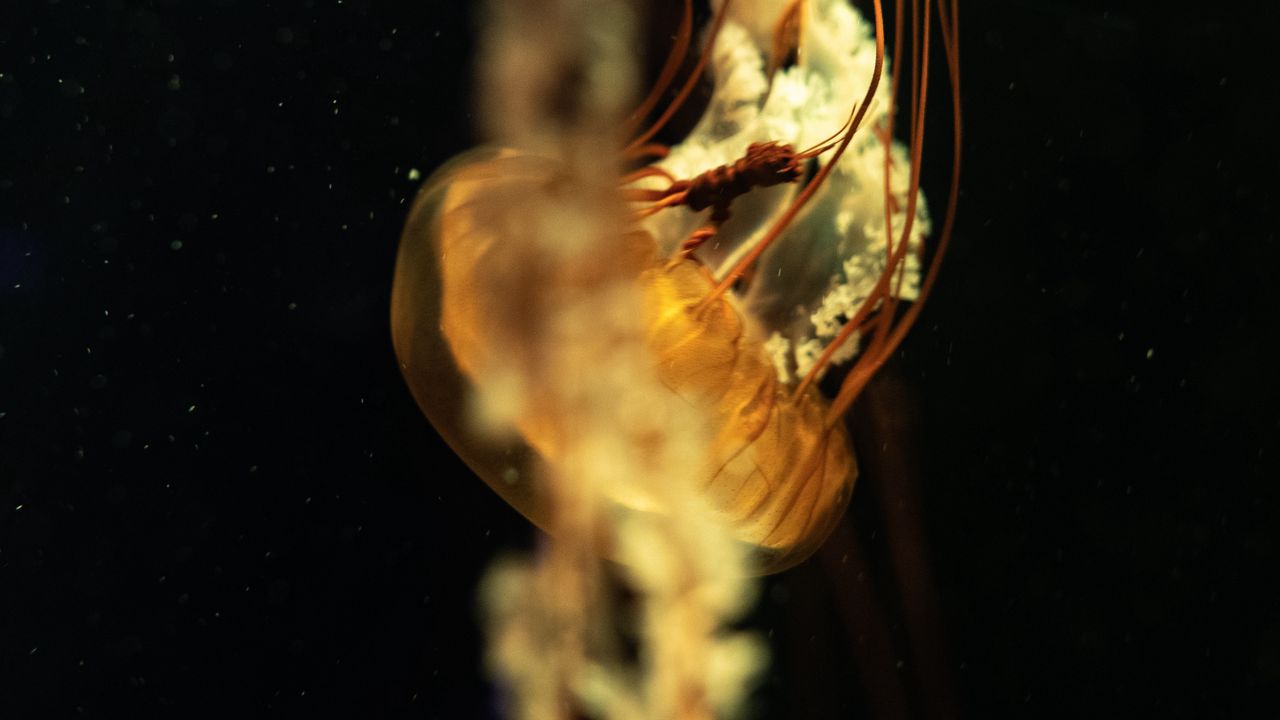 Wallpaper jellyfish, tentacles, underwater world, depth, close-up
