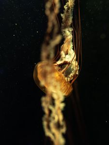 Preview wallpaper jellyfish, tentacles, underwater world, depth, close-up