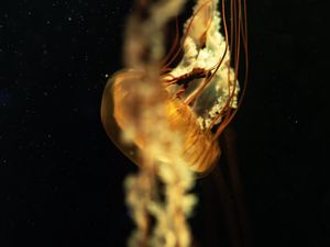 Preview wallpaper jellyfish, tentacles, underwater world, depth, close-up