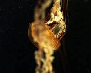Preview wallpaper jellyfish, tentacles, underwater world, depth, close-up