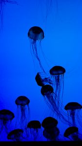 Preview wallpaper jellyfish, tentacles, underwater world, dark, blue