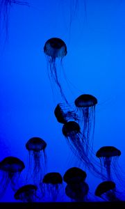 Preview wallpaper jellyfish, tentacles, underwater world, dark, blue