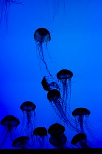 Preview wallpaper jellyfish, tentacles, underwater world, dark, blue