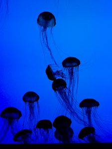 Preview wallpaper jellyfish, tentacles, underwater world, dark, blue