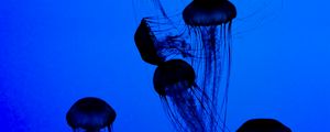 Preview wallpaper jellyfish, tentacles, underwater world, dark, blue