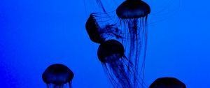 Preview wallpaper jellyfish, tentacles, underwater world, dark, blue