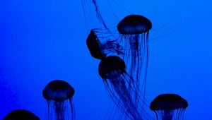 Preview wallpaper jellyfish, tentacles, underwater world, dark, blue