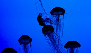 Preview wallpaper jellyfish, tentacles, underwater world, dark, blue