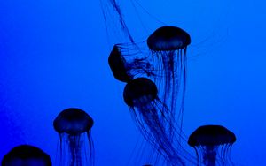 Preview wallpaper jellyfish, tentacles, underwater world, dark, blue