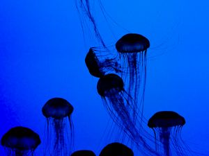 Preview wallpaper jellyfish, tentacles, underwater world, dark, blue