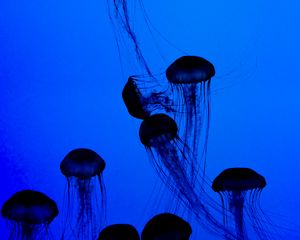 Preview wallpaper jellyfish, tentacles, underwater world, dark, blue