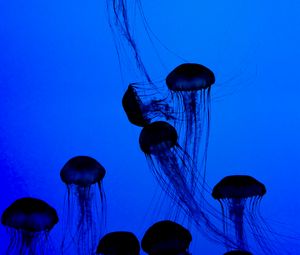 Preview wallpaper jellyfish, tentacles, underwater world, dark, blue