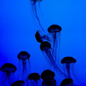 Preview wallpaper jellyfish, tentacles, underwater world, dark, blue