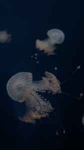 Preview wallpaper jellyfish, tentacles, underwater world, depth, sea