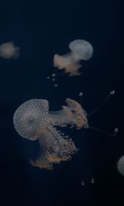 Preview wallpaper jellyfish, tentacles, underwater world, depth, sea