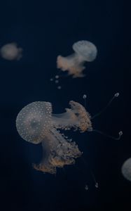 Preview wallpaper jellyfish, tentacles, underwater world, depth, sea