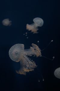 Preview wallpaper jellyfish, tentacles, underwater world, depth, sea