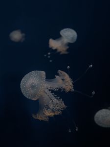 Preview wallpaper jellyfish, tentacles, underwater world, depth, sea