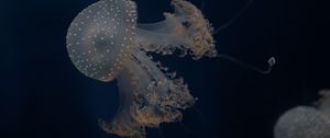 Preview wallpaper jellyfish, tentacles, underwater world, depth, sea