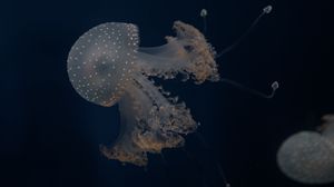 Preview wallpaper jellyfish, tentacles, underwater world, depth, sea