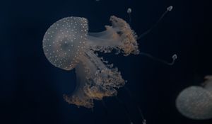 Preview wallpaper jellyfish, tentacles, underwater world, depth, sea