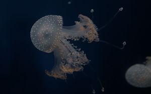 Preview wallpaper jellyfish, tentacles, underwater world, depth, sea